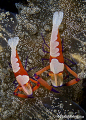   Pair Imperial Partner Shrimps Nudibranch Melibe fimbriata  